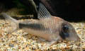 Corydoras solox